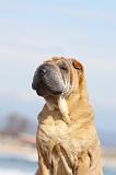 SHAR-PEI 745